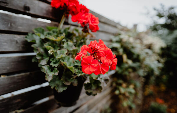 Eine Blume hängt am Zaun